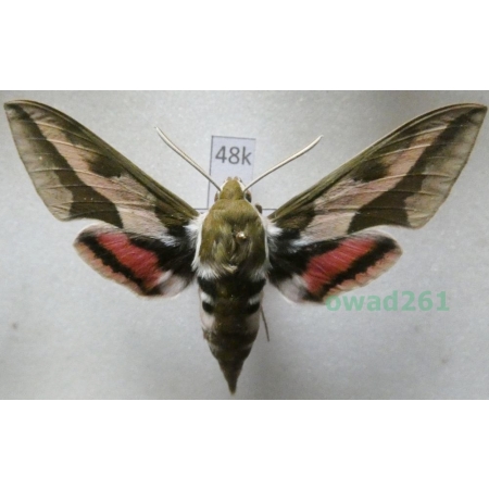 Hyles euphorbiae (Linnaeus, 1758) Czech 63mm48k